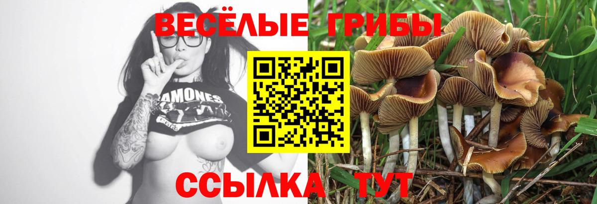 Галлюциногенные грибы Cubensis  Вход с VPN  Галлюциногенные грибы прущие грибы  Новочеркасск 